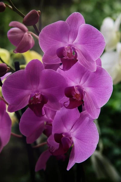 Vertical closeup shot of violet flowers in a serene forest — Stock Photo, Image