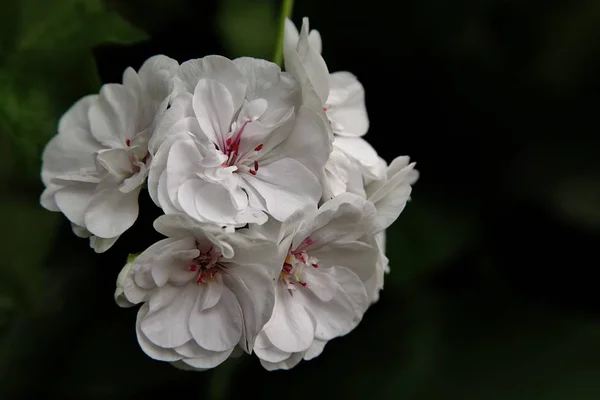 Κοντινό πλάνο λευκών λουλουδιών με λευκό stamen και ροζ γύρη — Φωτογραφία Αρχείου