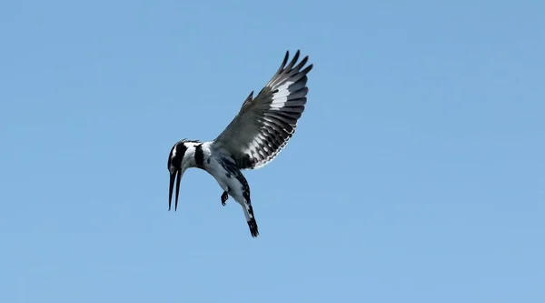 Flachbild eines schwarz-weißen Vogels, der tagsüber am Himmel fliegt — Stockfoto