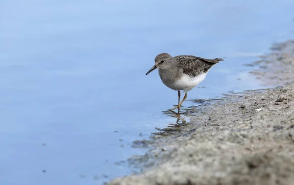 Forrageamento Temmincks Stint Calidris Temminckii Migração Outono — Fotografia de Stock