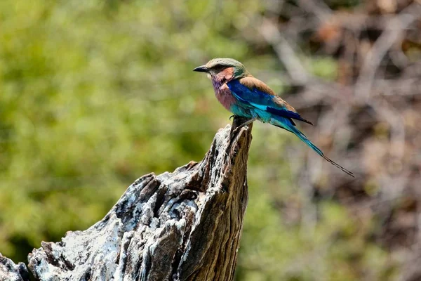Близкий снимок птицы, сидящей на пне дерева с размытым фоном — стоковое фото
