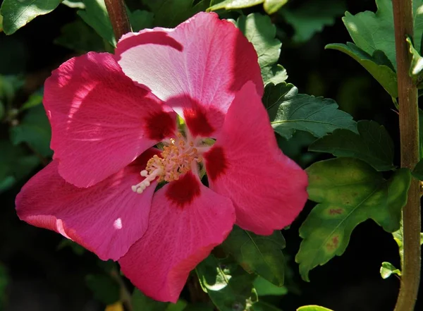 Крупним планом знімок рожевої квітки з білими тичинками і жовтим пилком — стокове фото