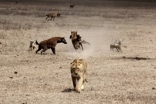Beautiful shot of a lion walking with hyenas fighting in the background — Stock Photo, Image