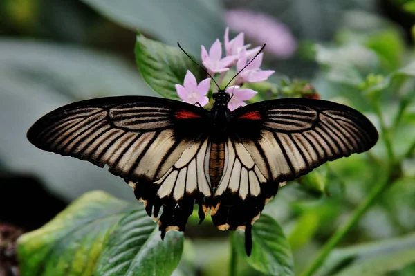 Крупним планом знімок метелика з чорно-білими крилами, що лежать на квітці — стокове фото