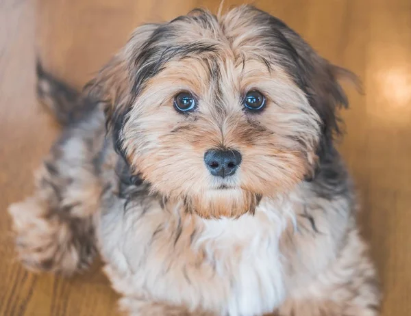 Gros plan d'un mignon adorable chiot domestique à l'air triste type de chien à l'intérieur — Photo