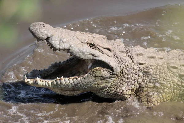 Primer plano de un caimán en el agua con la boca abierta — Foto de Stock