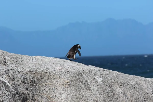 Közel lövés egy pingvinről, aki egy sziklán sétál homályos háttérrel nappal. — Stock Fotó
