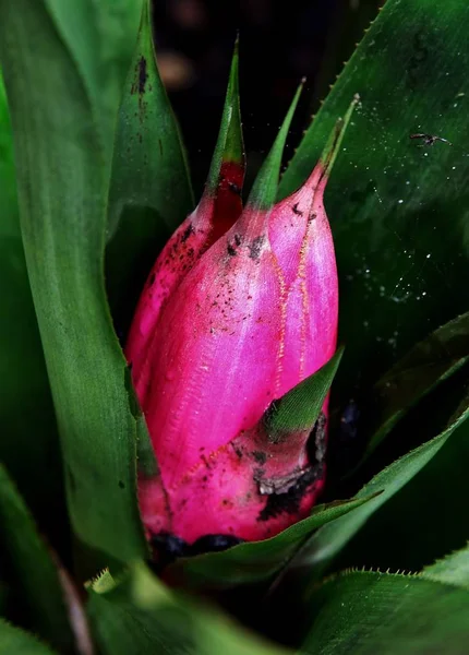 Κάθετη λήψη ενός κλειστού ροζ λουλουδιού με μυτερές πράσινες άκρες — Φωτογραφία Αρχείου