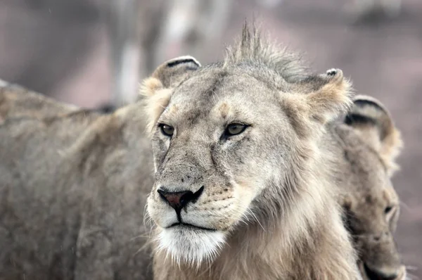 Primer plano de un león con un fondo borroso — Foto de Stock