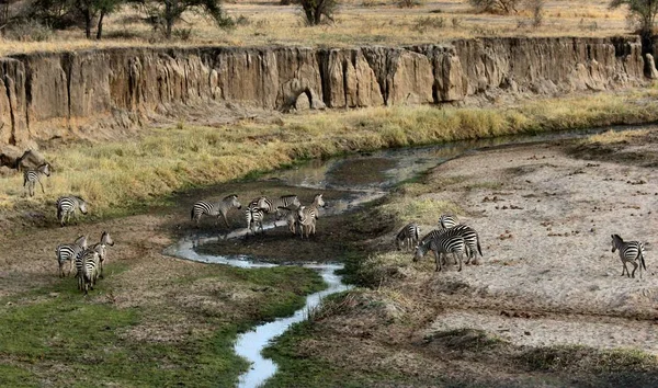 Wide shot of zebras in a field near cliffs