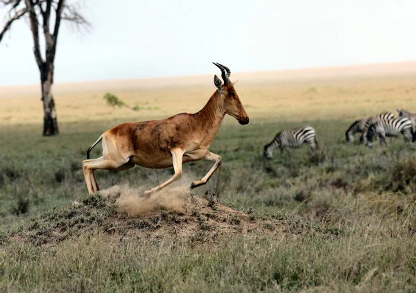 Beautiful shot of an antelope running with blurred zebras in the background