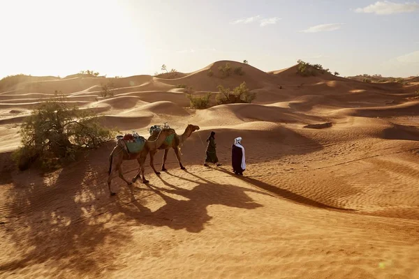 İki arkadaşın Fas çölünde gündüz vakti iki deveyle yürürken yüksek açı çekimi. — Stok fotoğraf