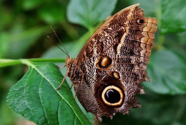Крупный план бабочки-совы с коричневыми крыльями и черной точкой на крыльях, лежащей на листе — стоковое фото