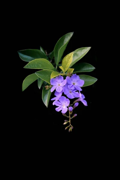 Επιλεκτική κοντινή φωτογραφία μοβ πέταλων λουλουδιών με πράσινα φύλλα σε μαύρο φόντο — Φωτογραφία Αρχείου