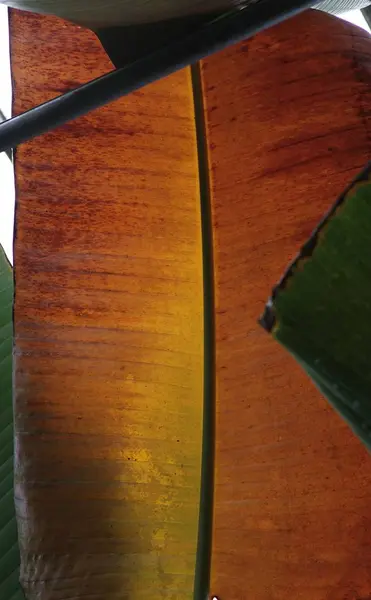 Vertical closeup shot of a big beautiful brown leaf — Stock Photo, Image