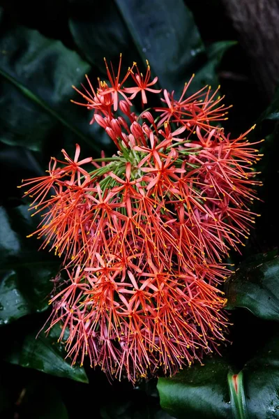Vertikale Nahaufnahme von roten Blumen mit kleinen dünnen Blütenblättern — Stockfoto