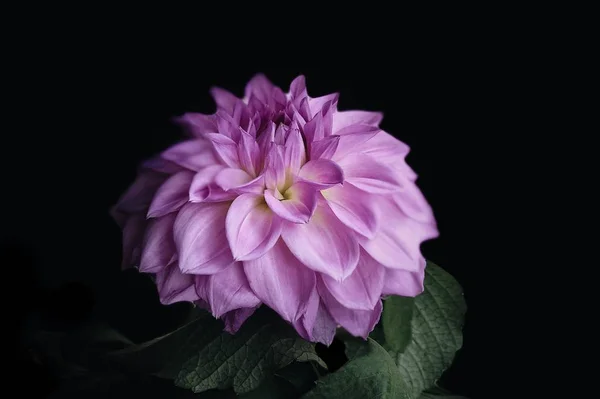 Вибірковий фокус зображення фіолетової пелюстки квітки далії на чорному тлі — стокове фото