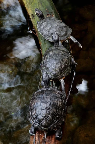 Tiro de close-up vertical de três tartarugas ruivas rastejando em um ramo — Fotografia de Stock