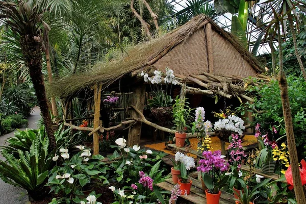 Крупним планом знімок солом'яної хатини в ботанічному саду, оточений різнокольоровими горщиками з квітами — стокове фото