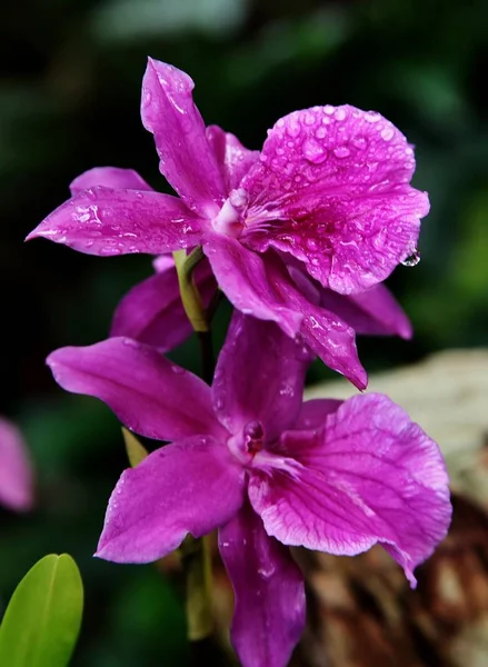 Pionowe zbliżenie dwóch fioletowych kwiatów w spokojnym lesie — Zdjęcie stockowe