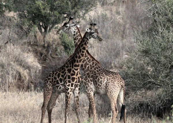 Prise de vue sélective des girafes près de l'herbe et des arbres — Photo
