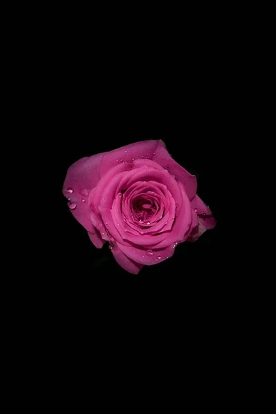 Επιλεκτική κοντινή λήψη ενός όμορφου κόκκινου τριαντάφυλλου με δροσοσταλίδες σε μαύρο φόντο — Φωτογραφία Αρχείου