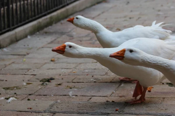 Tiro de close-up seletivo de patos brancos com bicos de laranja — Fotografia de Stock