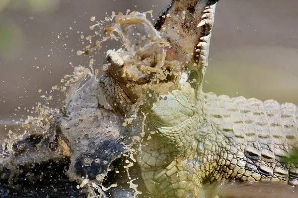Beautiful shot of an alligator with its mouth open and a burred background — Stock Photo, Image