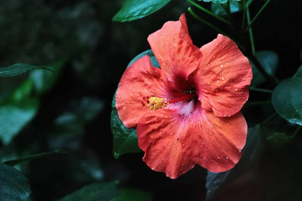 Gros plan d'une fleur rouge avec un long étamine et du pollen jaune dessus — Photo