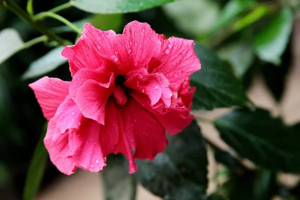 Närbild bild av en rosa blomma med lång uthållighet i en fridfull skog — Stockfoto