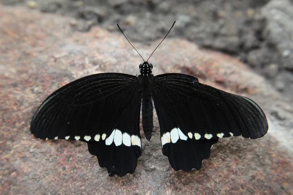 Close-up van een vlinder met zwarte vleugels en witte strepen onderaan de vleugels — Stockfoto