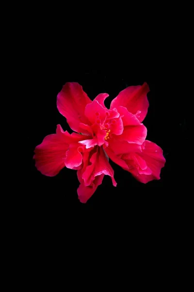 Κοντινό πλάνο από ένα όμορφο κόκκινο λουλούδι begonia σε μαύρο φόντο — Φωτογραφία Αρχείου