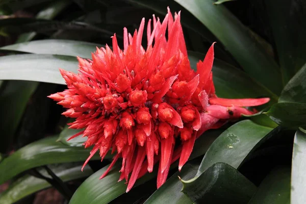 Tiro de close-up de uma planta spiky vermelho crescendo com folhas verdes — Fotografia de Stock