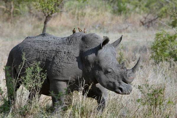 Plan rapproché d'un rhinocéros marchant dans un champ herbeux sec avec des oiseaux assis sur le dos le jour — Photo