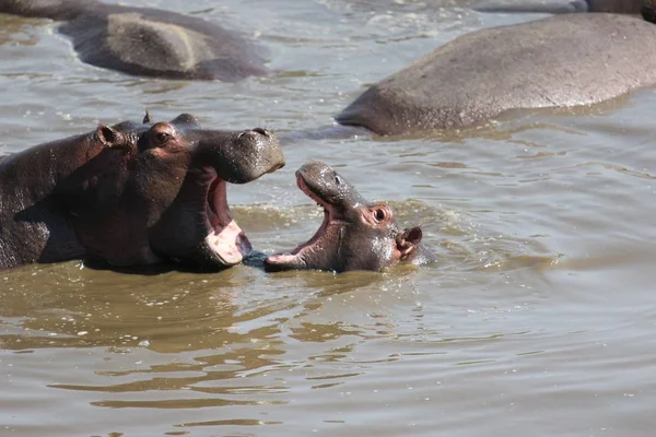 Selektiv bild av flodhästar i vattnet med öppna munnar — Stockfoto
