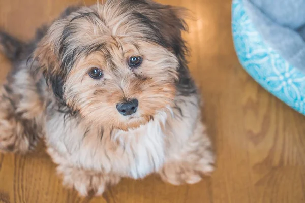 Şirin, sevimli, üzgün görünüşlü, evcil Shih-poo tipinde bir köpeğin yakından çekimi. — Stok fotoğraf