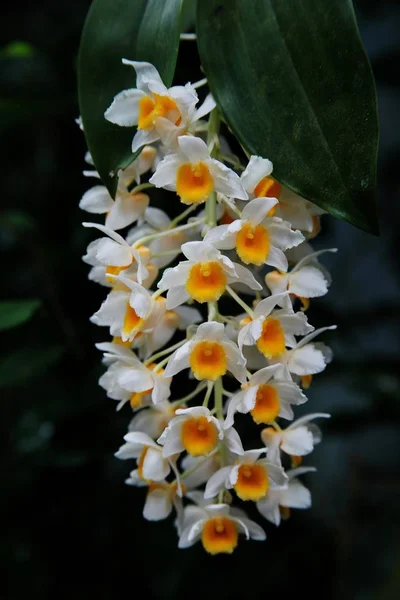 Primer plano vertical de flores blancas con estambre amarillo —  Fotos de Stock