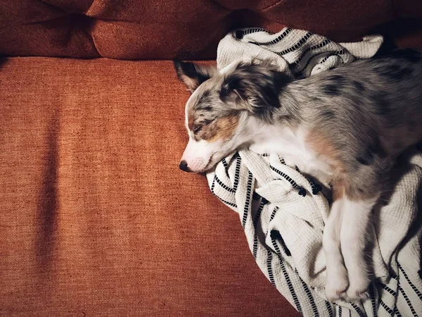 High angle shot of a cute white and grey dog lying down on a red couch with a white blanket — Stock Photo, Image