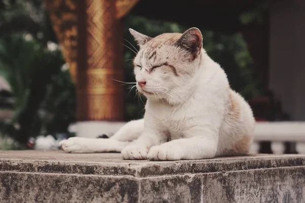 Witte en beige kat rustend op een betonnen plaat met een wazige achtergrond — Stockfoto