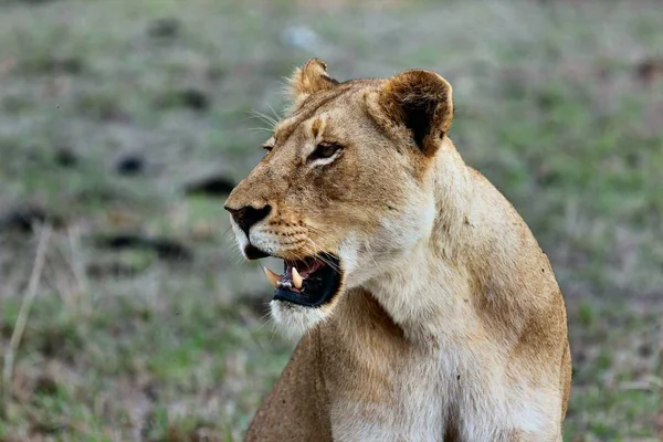 Close shot of a lion with a blurred background