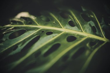 Selective closeup shot of a green swiss cheese or a monstera leaf clipart