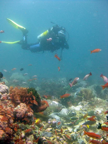 サンゴ礁の近くで泳いでいるダイビングスーツと機器を身に着けているスキューバダイバーの垂直ショット — ストック写真