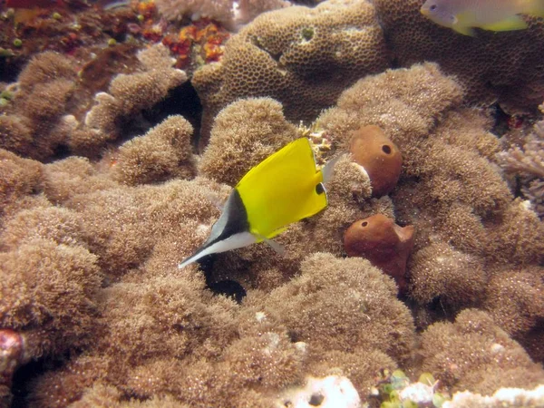 Primer plano selectivo de un pez amarillo, negro y blanco entre los arrecifes de coral —  Fotos de Stock