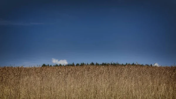Colpo largo di un campo erboso secco con alberi nella distanza sotto un cielo limpido azzurro — Foto Stock
