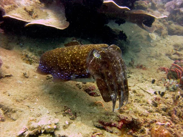 Primer plano bajo el agua de un pequeño calamar marrón con puntos azules nadando cerca de un arrecife de coral —  Fotos de Stock