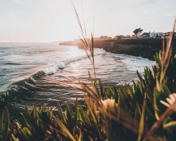 Colpo vicino di erba vicino alle onde del mare che colpiscono la riva durante il giorno — Foto Stock