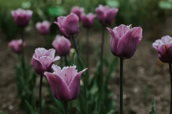 Close-up shot van roze tulp bloemen met een wazig natuurlijke achtergrond — Stockfoto