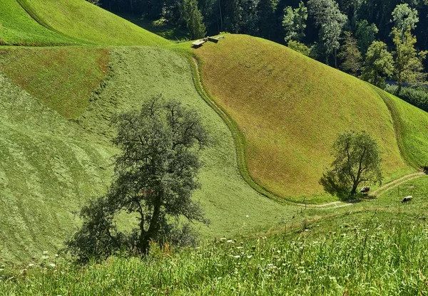 Tiro de ângulo alto de um caminho no meio de colinas gramíneas e árvores durante o dia — Fotografia de Stock