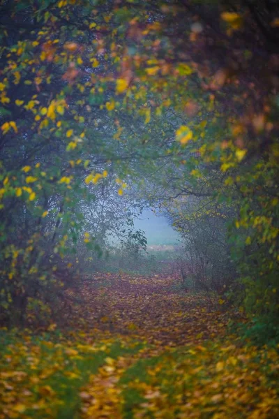 Вертикальный Снимок Красивой Арки Дерева Окружении Красочных Листьев Вечером Осенью — стоковое фото