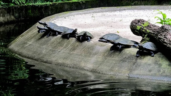 Close shot van schildpadden in een vijver bij Goeldi Museum, Belém, Pará State, Brazilië — Stockfoto